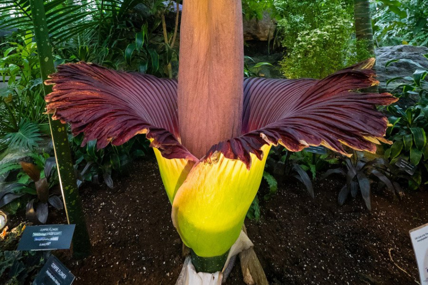 Ученые раскрыли секреты трупного цветка