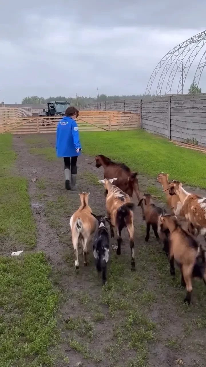 "Главное — найти вторую тварь". Настя Ивлеева пошутила о своей новой фермерской жизни