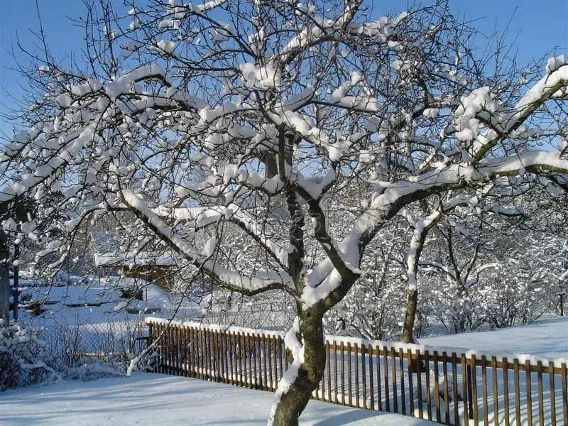 Летом соберете большой урожай: как подготовить вишню к зиме