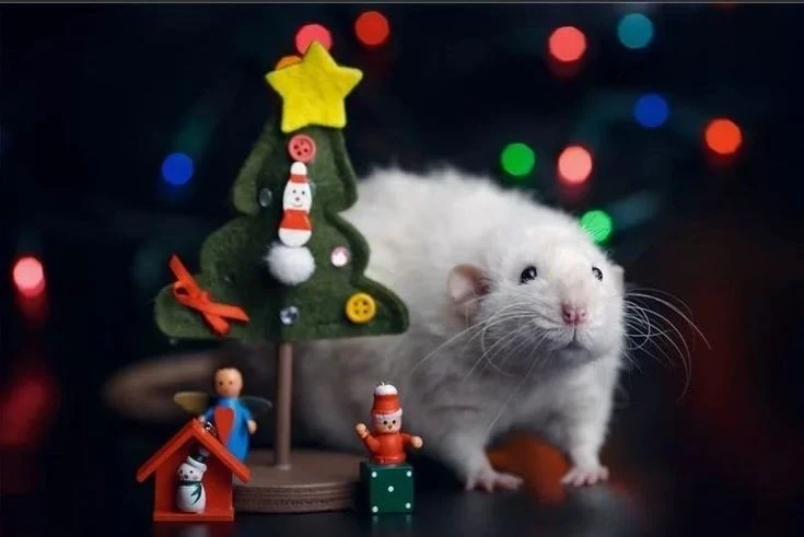 Какие знаки китайского гороскопа в декабре 2025 года ждет карьерный прорыв, а кого судьбоносная встреча